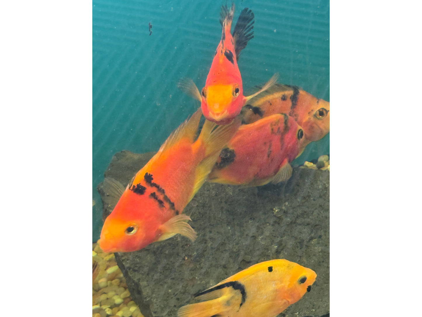 Red and Black Parrot Fish Approx 5"
