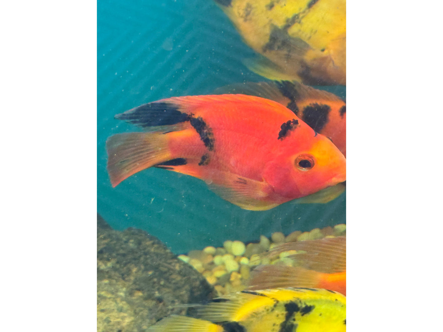 Red and Black Parrot Fish Approx 5"