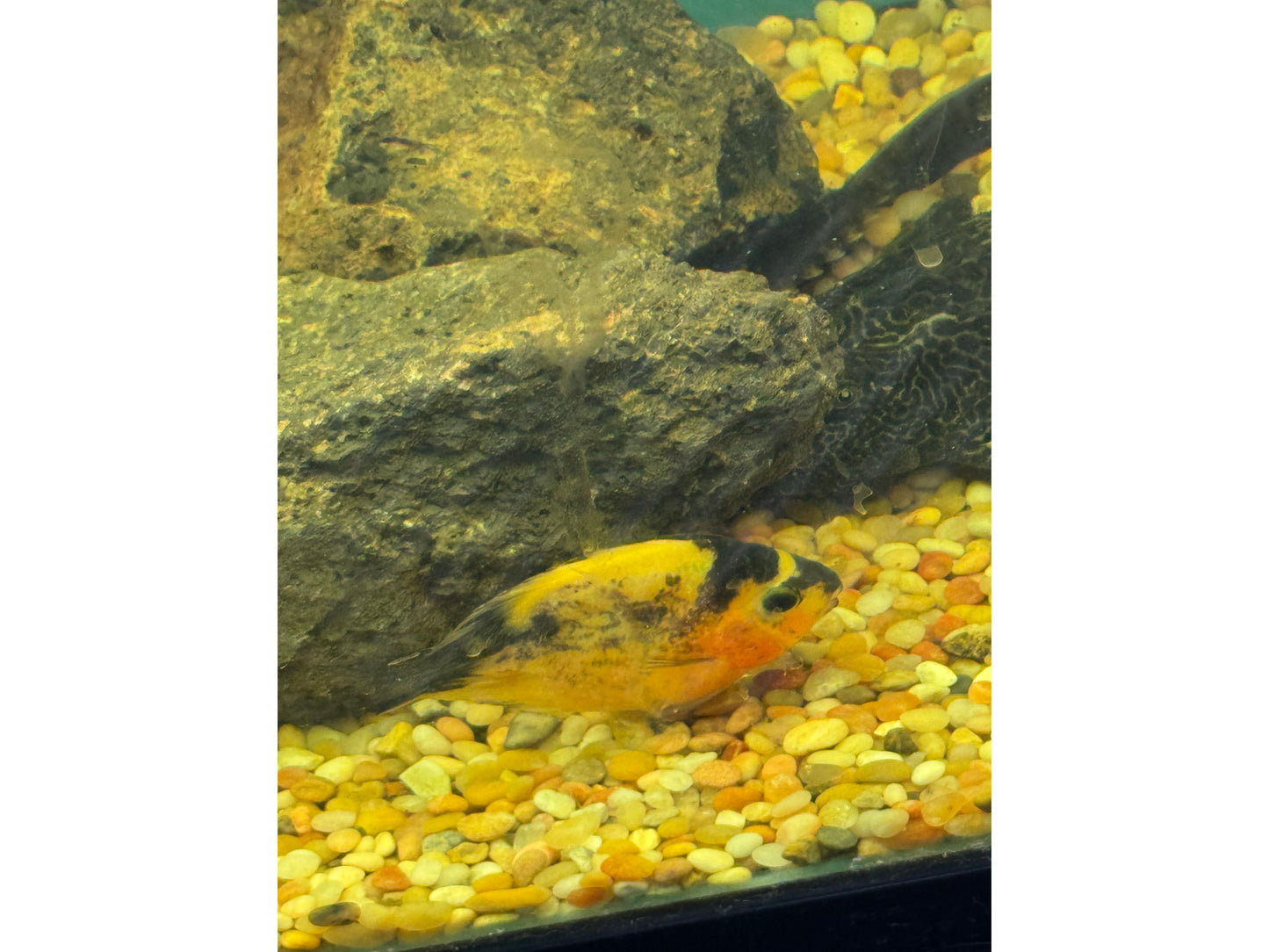 Yellow and Black Parrot Fish Approx 5"