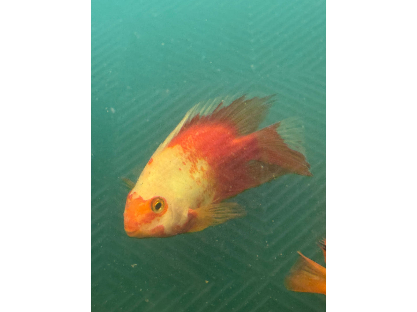 Red and White Parrot Fish Approx 5"