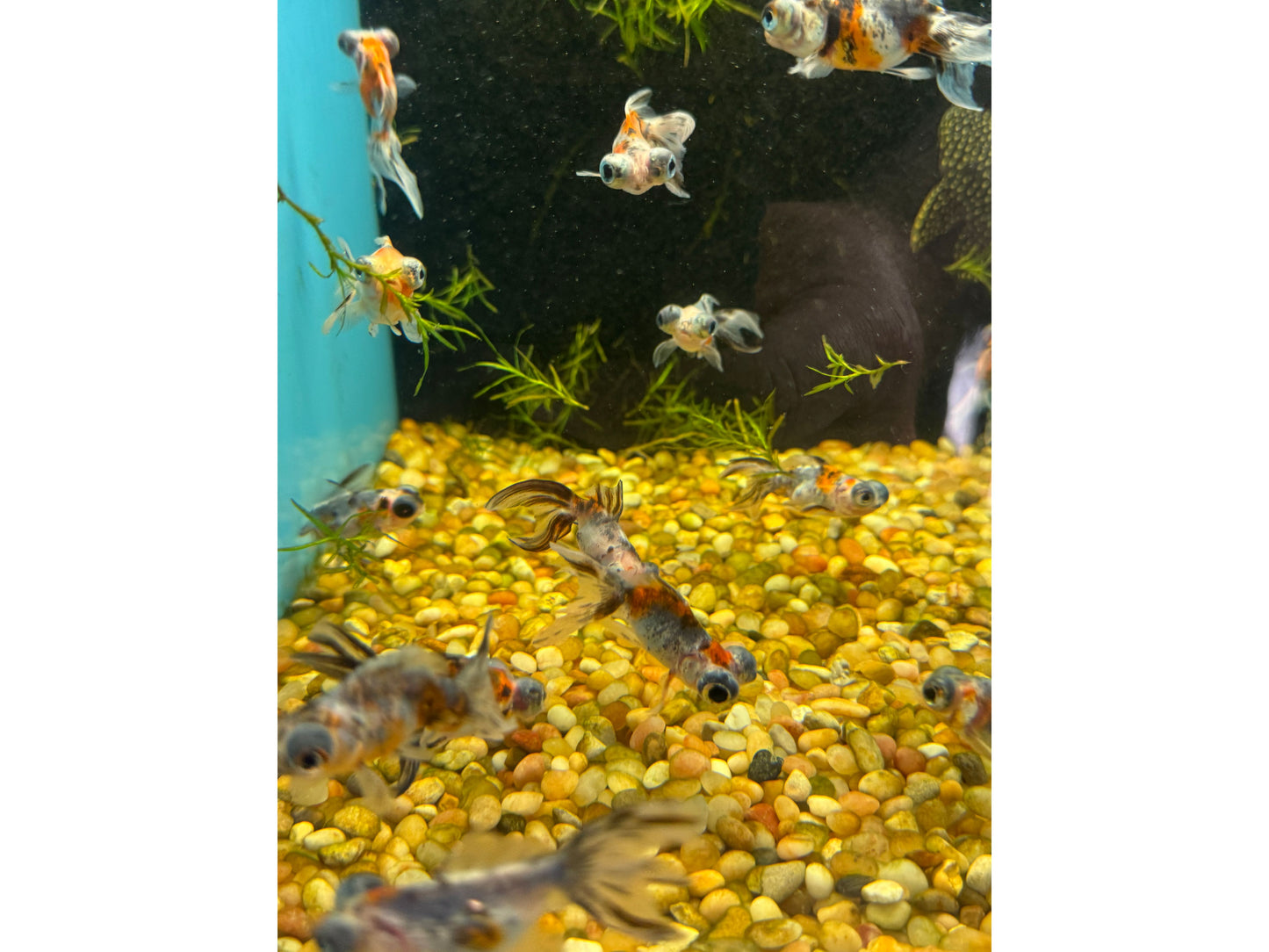 Goldfish Calico Telescope Eye Approx 2"