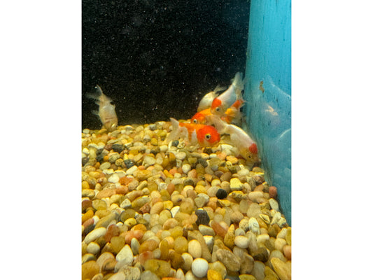 Lion Head Ranchu Approx 2"