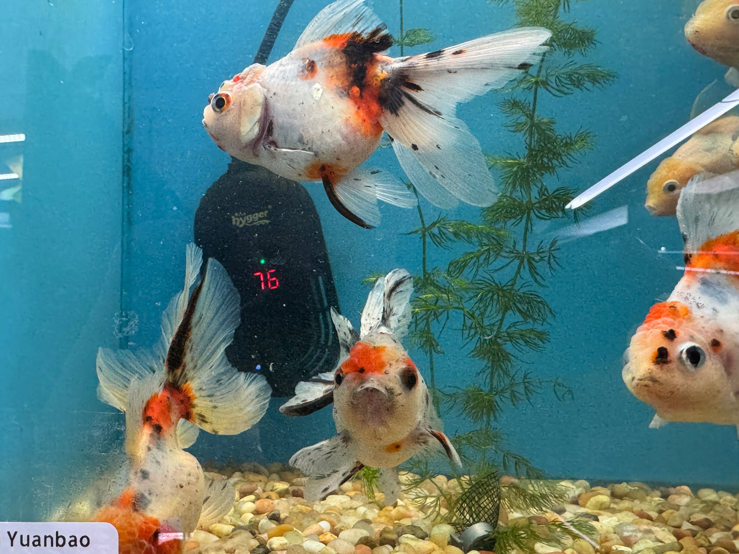Goldfish Yuanbao Calico Oranda 3-4"