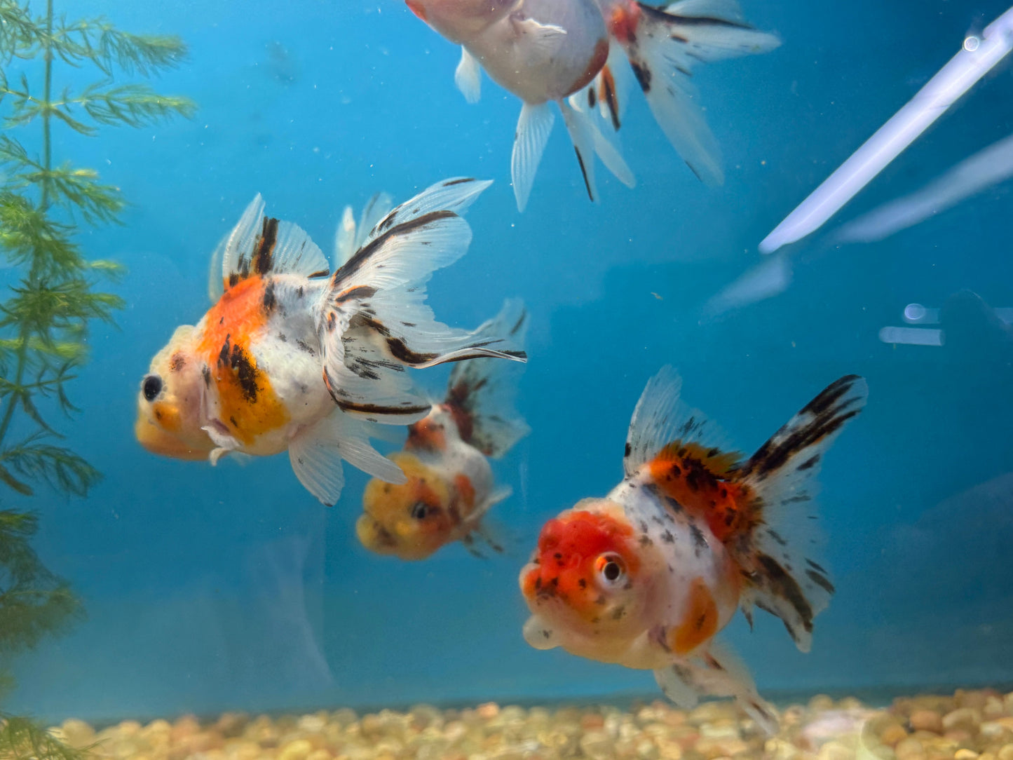 Goldfish Yuanbao Calico Oranda 3-4"