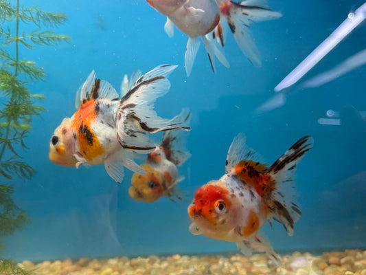 Goldfish Yuanbao Calico Oranda 3-4"