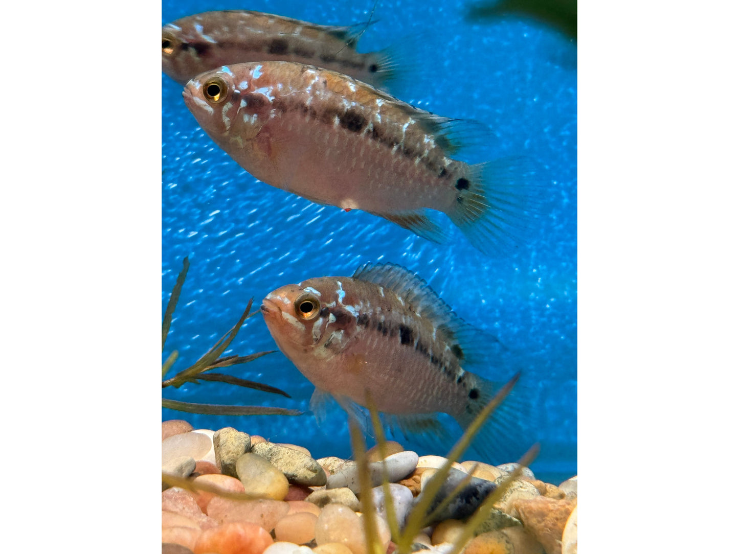 Rare Fish Ivanacara Bimaculata Dwarf Cichlid Approx 2”