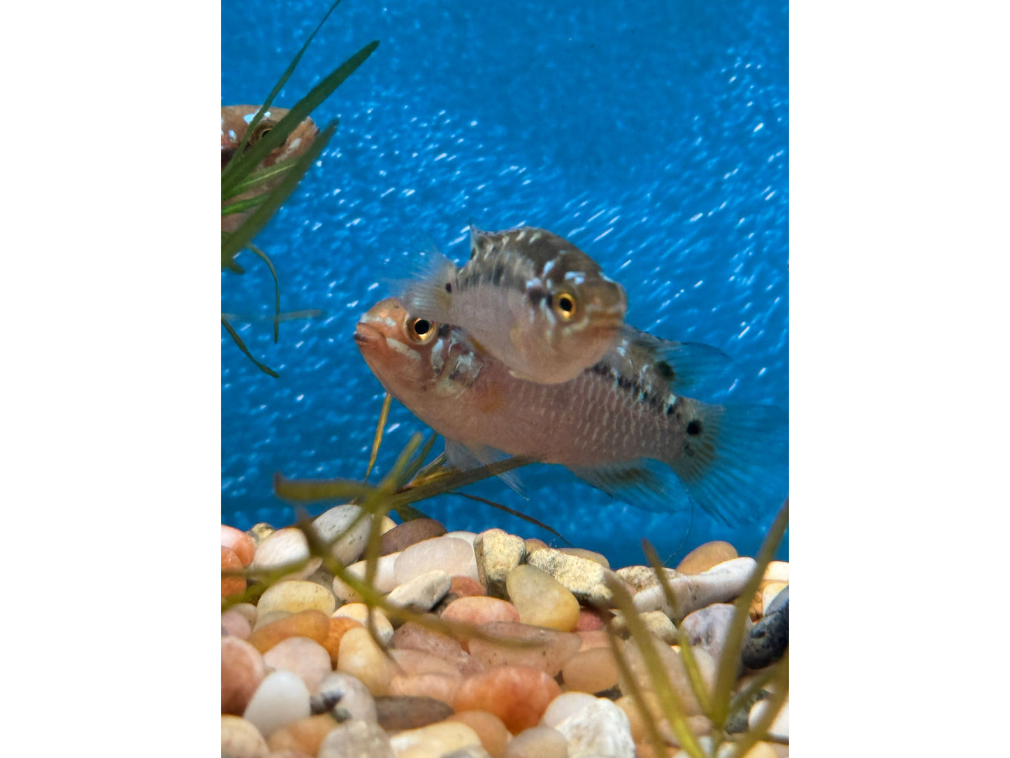 Rare Fish Ivanacara Bimaculata Dwarf Cichlid Approx 2”