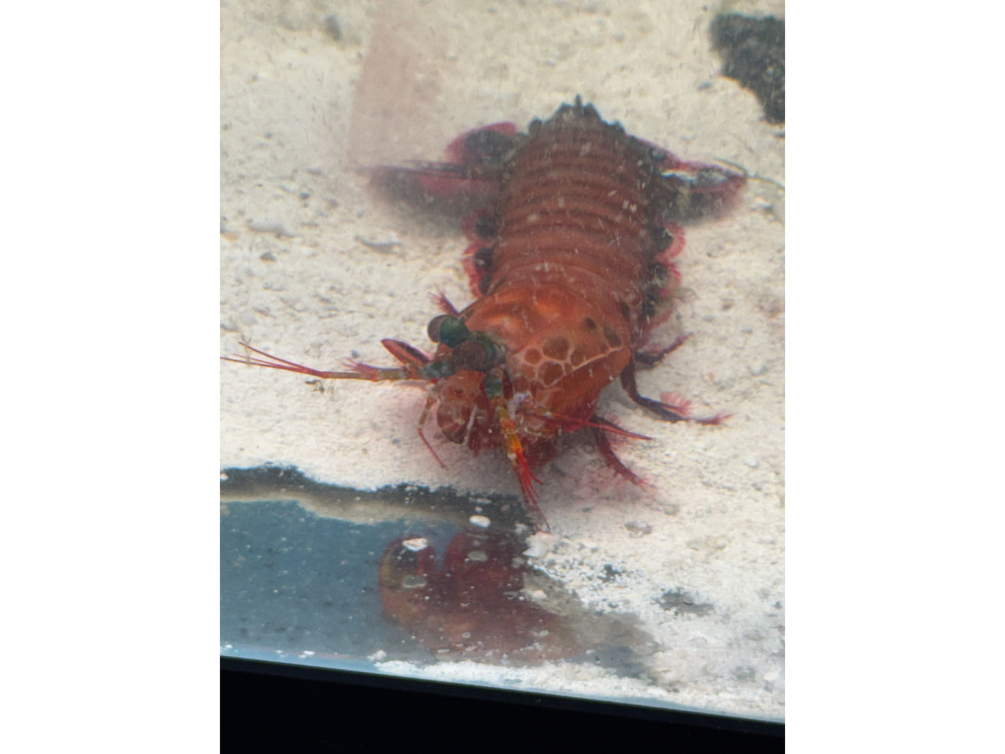 Peacock Mantis Shrimp - Saltwater Approx 4"