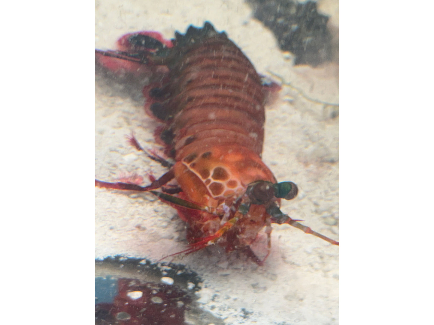 Peacock Mantis Shrimp - Saltwater Approx 4"