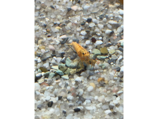 Jinsha Shrimp Neocaridina