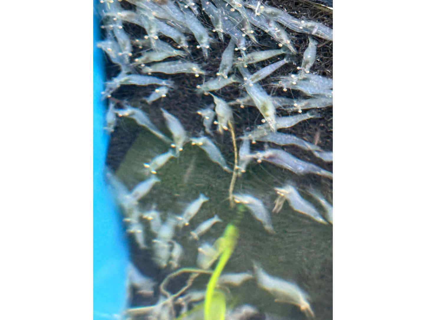Short Nose Algae Eater Caridina