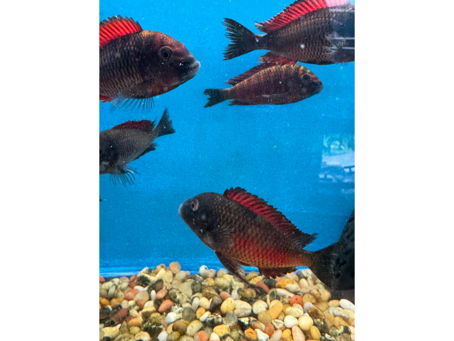 Tropheus Moorii Firecracker Cichlid Approx 2.5-3"