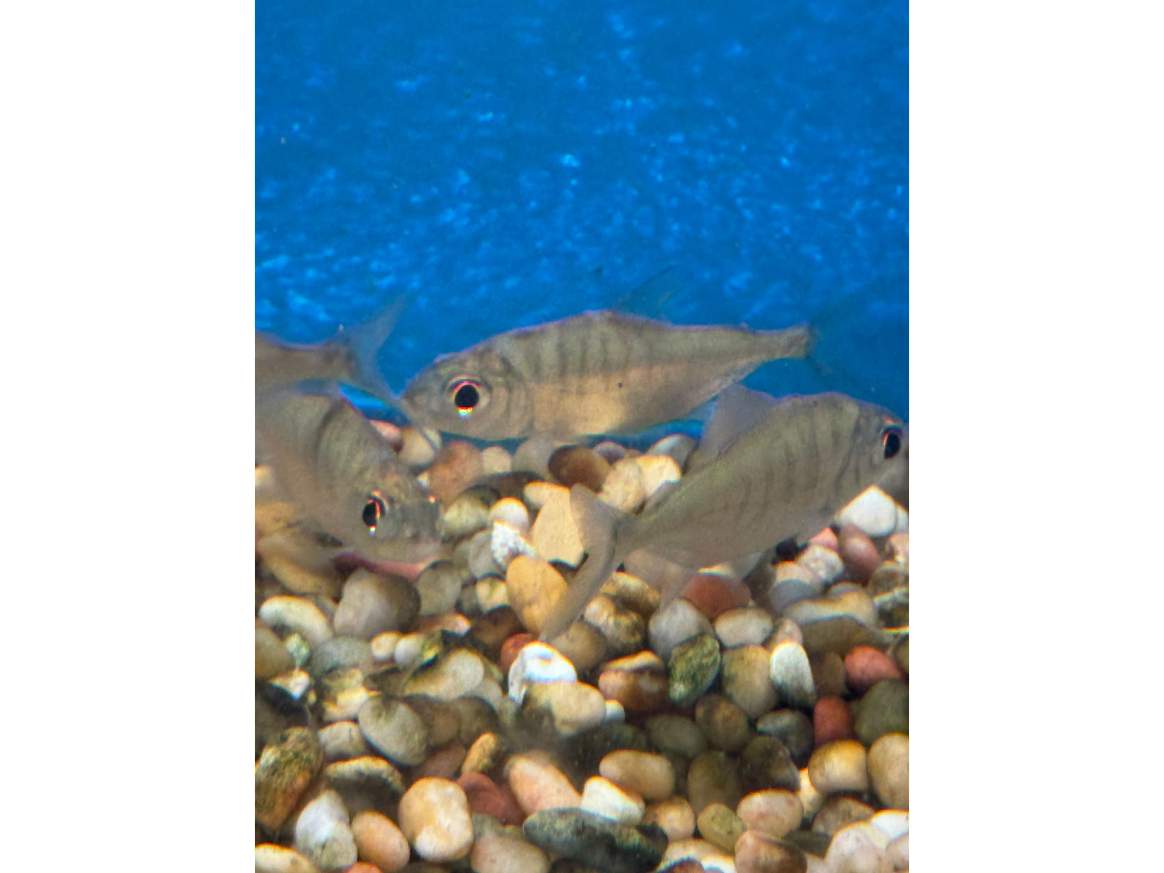 Sheep Pacu Approx 2-2.5” – Finatics Aquarium