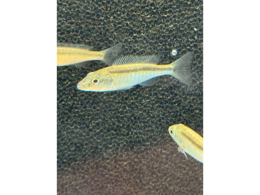 One Champsochromis Caeruleus "Trout Cichlid"  Approx 2.5 T252