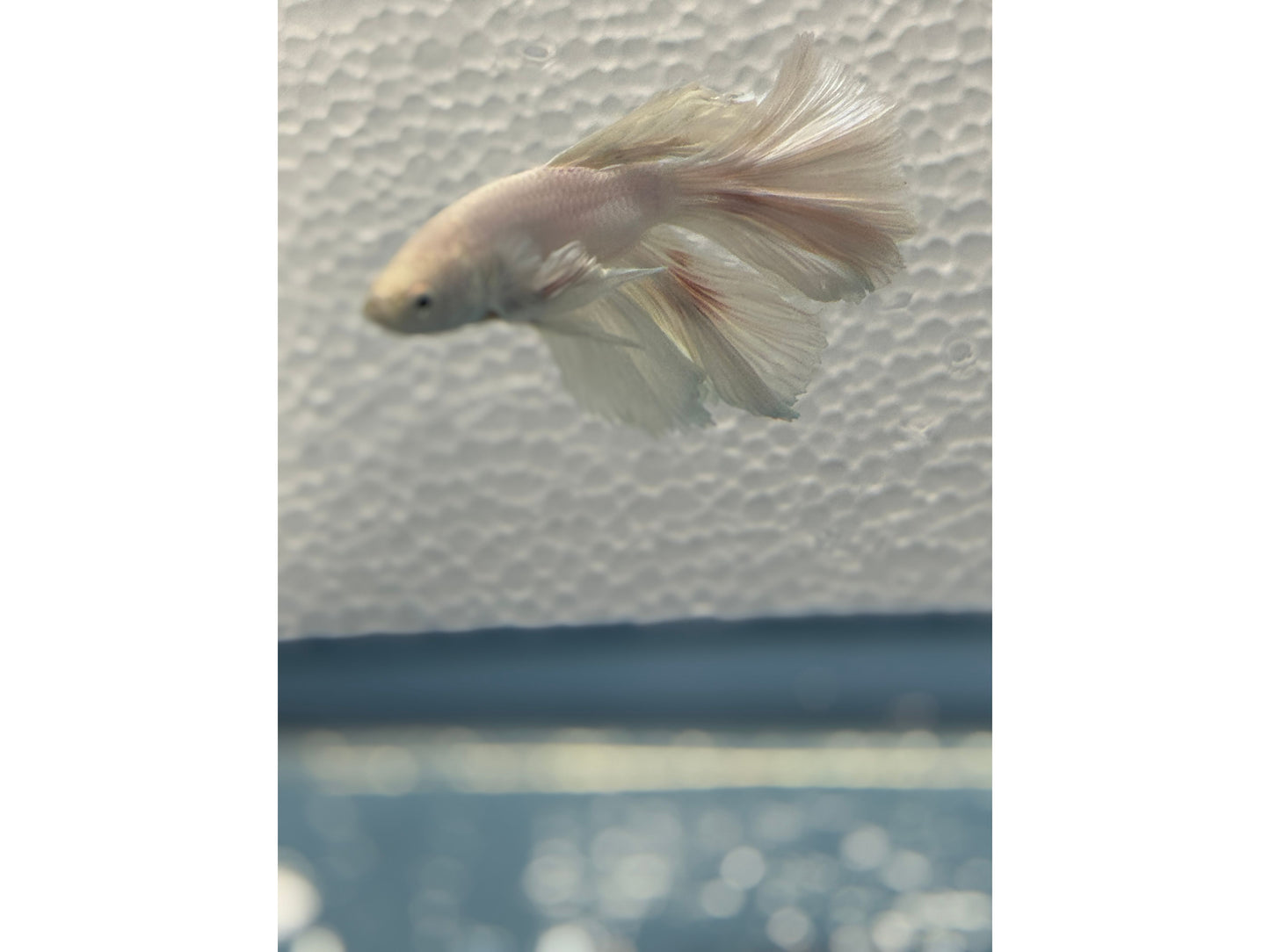 BETTA MALE HALF MOON OPAGEUE WHITE WYSWYG