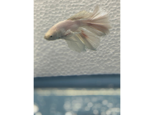 BETTA MALE HALF MOON OPAGEUE WHITE WYSWYG