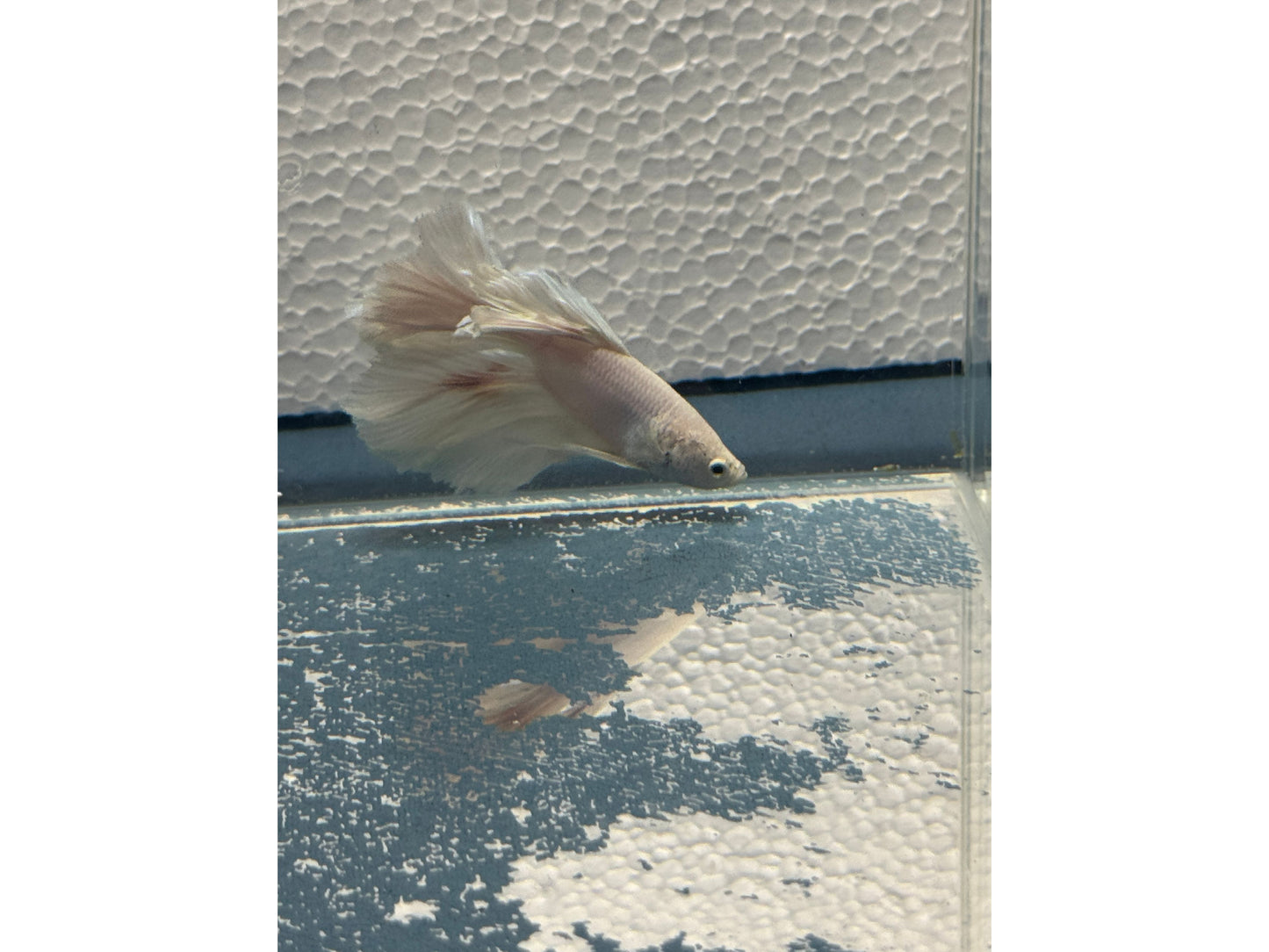 BETTA MALE HALF MOON OPAGEUE WHITE WYSWYG
