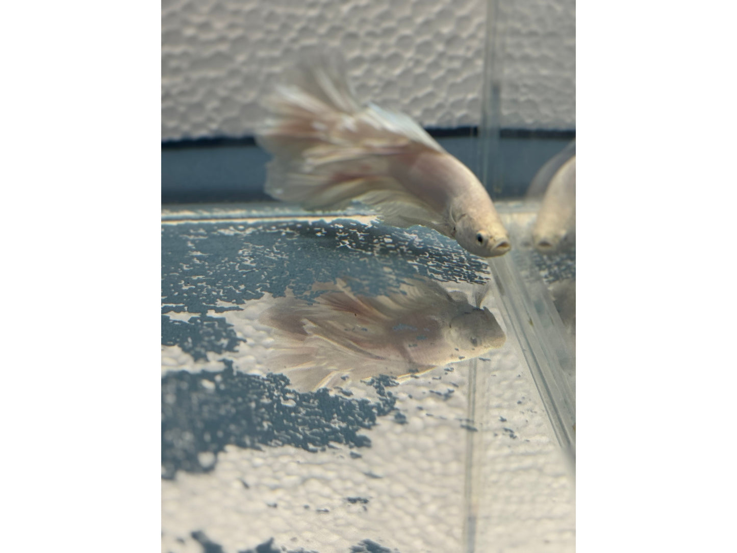BETTA MALE HALF MOON OPAGEUE WHITE WYSWYG