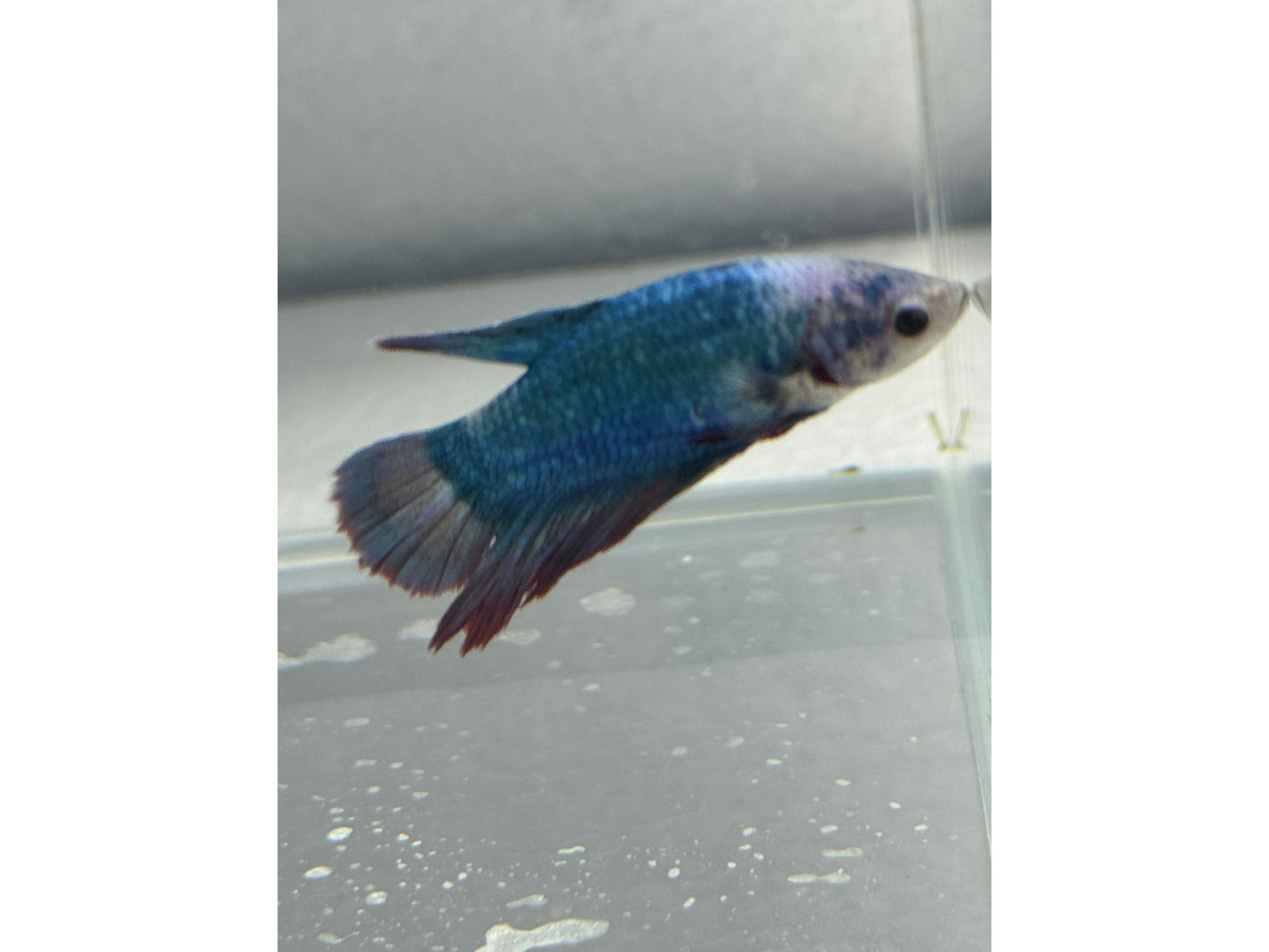 BETTA MALE DUMBO WYSWYG 2"
