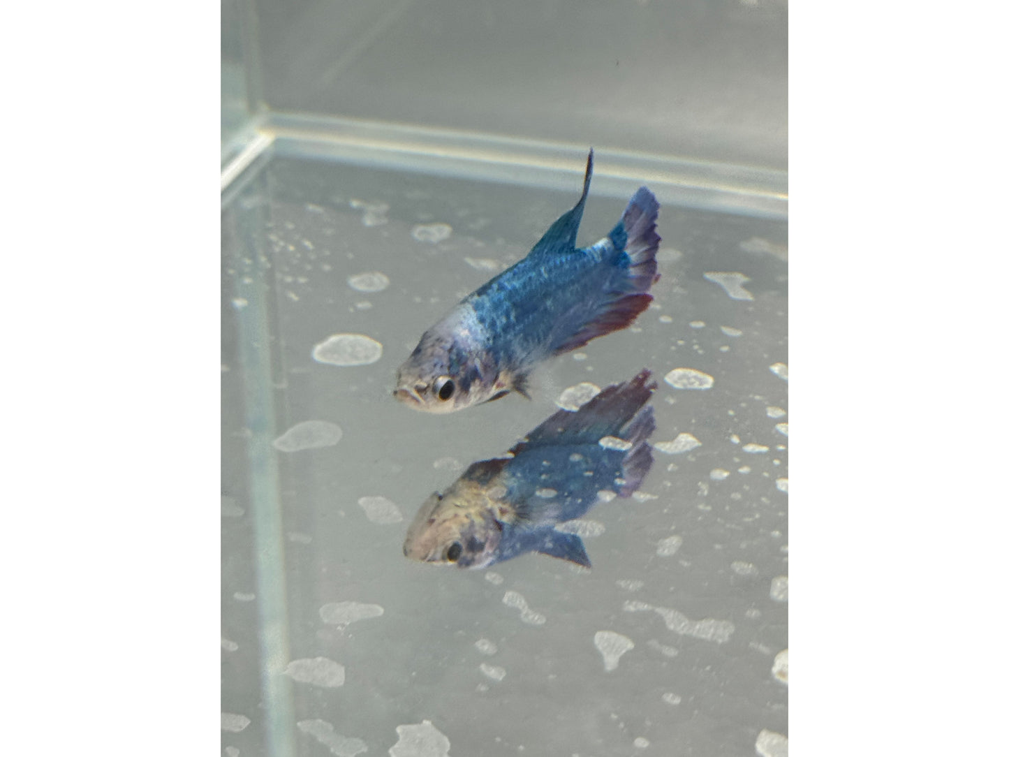 BETTA MALE DUMBO WYSWYG 2"