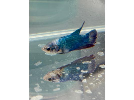 BETTA MALE DUMBO WYSWYG 2"