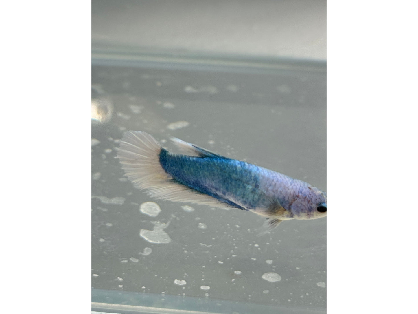 BETTA FEMALE ROUNDTAIL CAMBODIA WYSWYG 2"