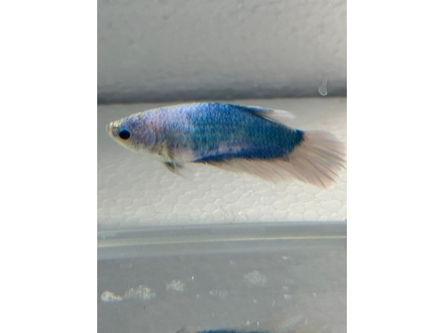 BETTA FEMALE ROUNDTAIL CAMBODIA WYSWYG 2"