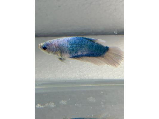 BETTA FEMALE ROUNDTAIL CAMBODIA WYSWYG 2"