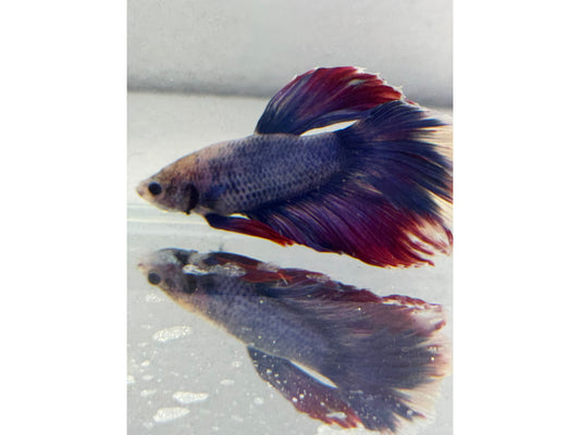 BETTA MALE HALFMOON TRI COLOR 2" WYSWYG
