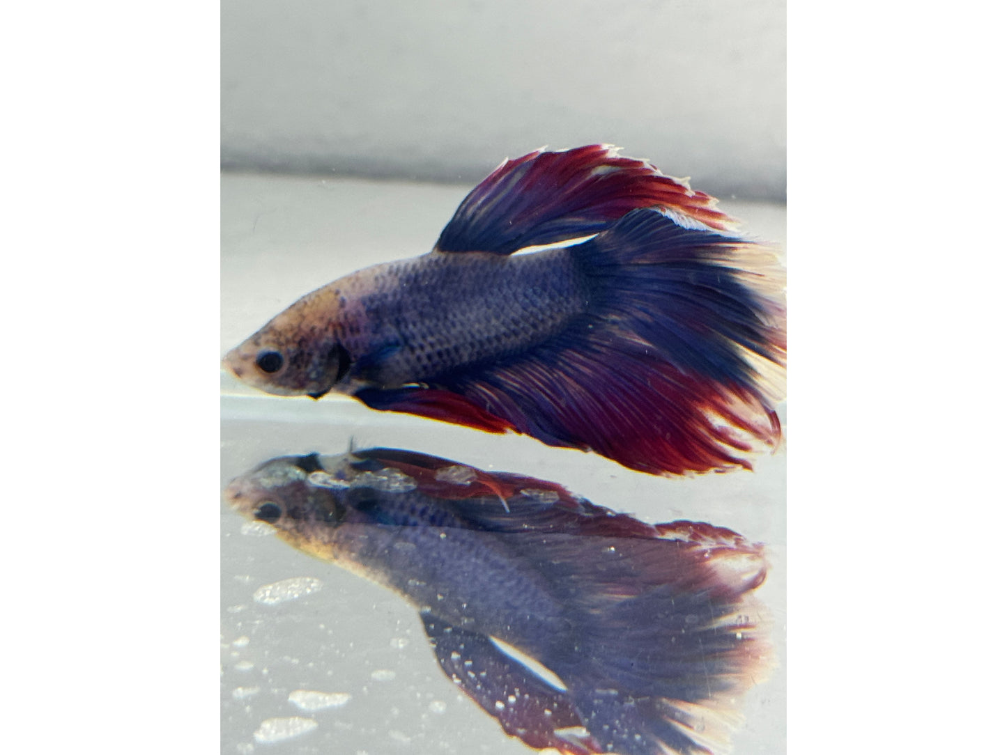 BETTA MALE HALFMOON TRI COLOR 2" WYSWYG