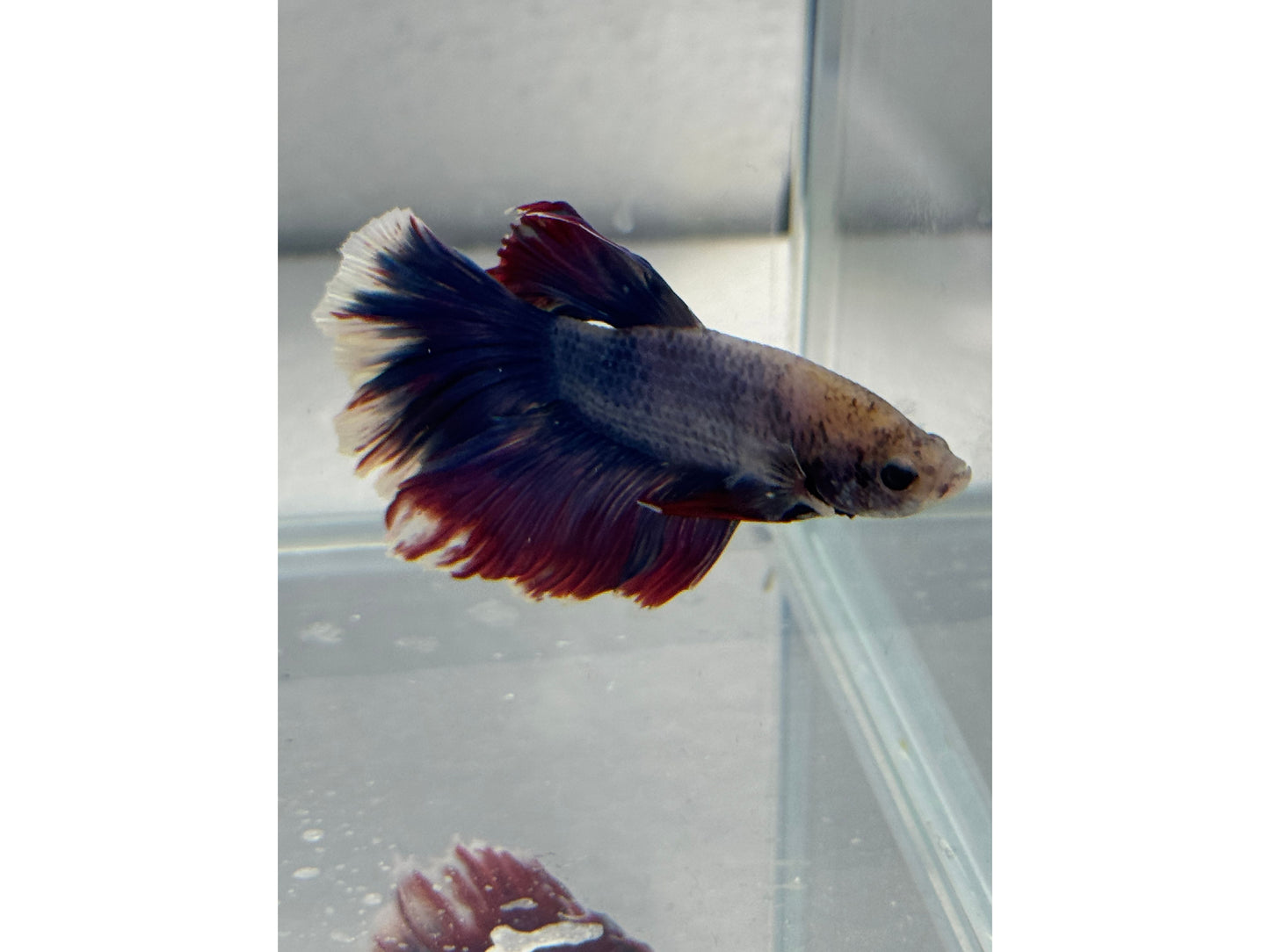 BETTA MALE HALFMOON TRI COLOR 2" WYSWYG