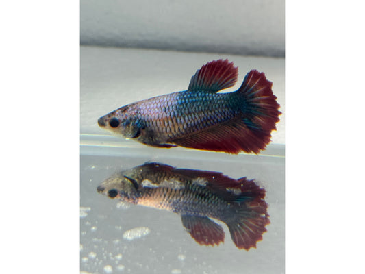 BETTA MALE & FEMALE SUPER DELTA  (pair) WYSWYG