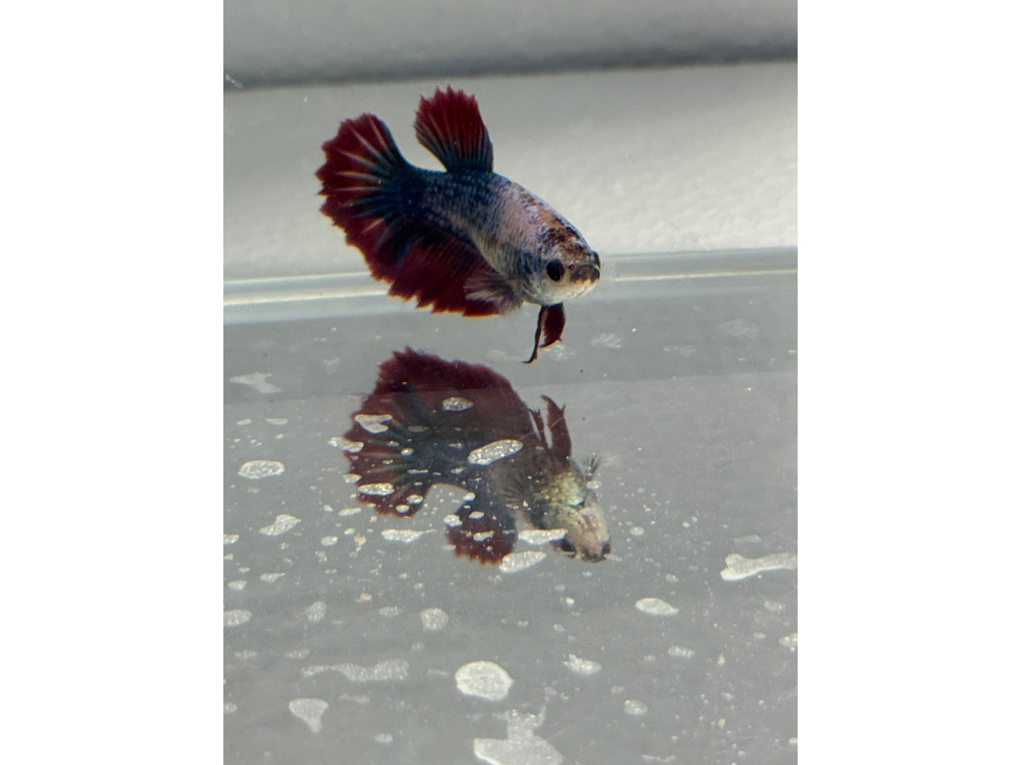 BETTA MALE & FEMALE SUPER DELTA  (pair) WYSWYG