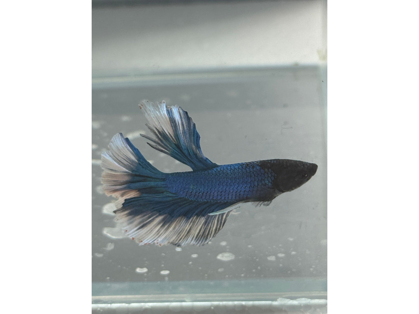 BETTA MALE & FEMALE SUPER DELTA  (pair) WYSWYG