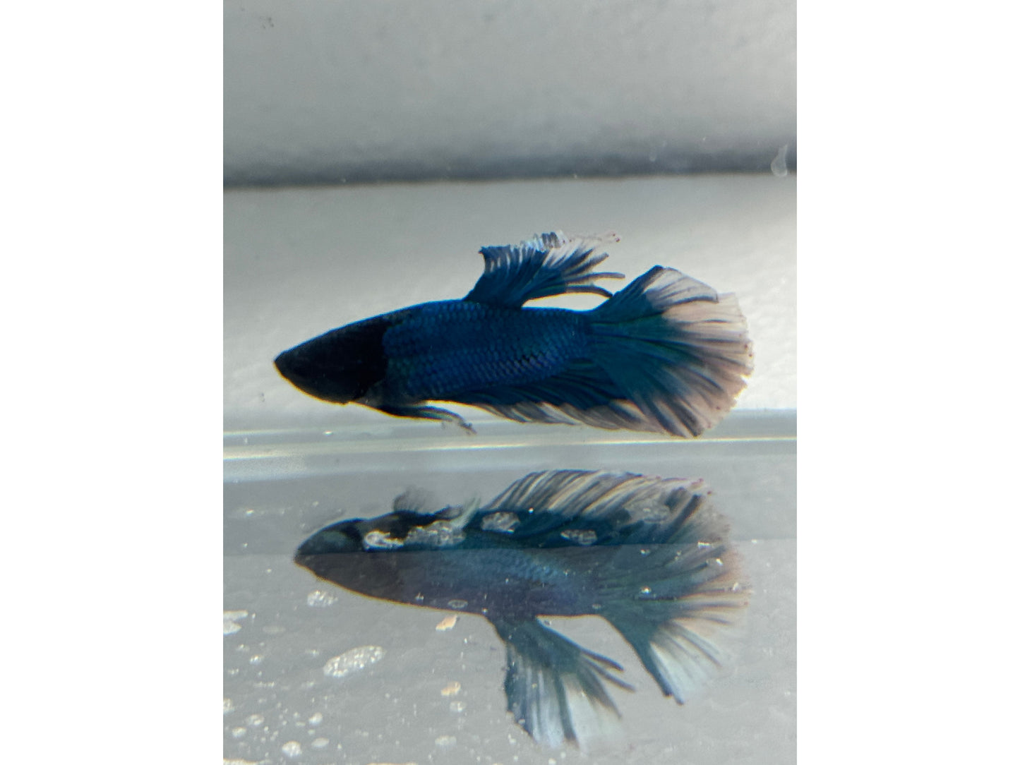 BETTA MALE & FEMALE SUPER DELTA  (pair) WYSWYG