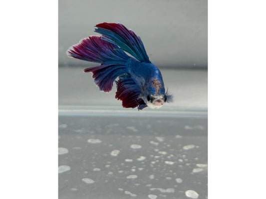 BETTA MALE DRAGON SCALE  2.5" WYSWYG
