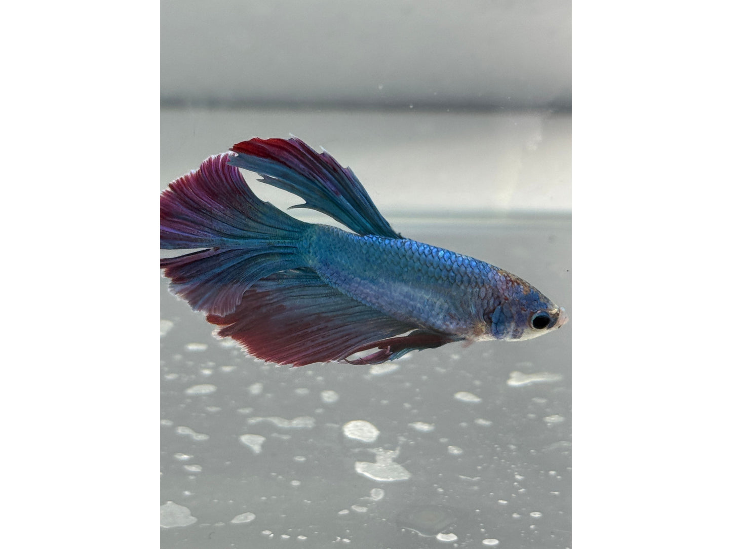 BETTA MALE DRAGON SCALE  2.5" WYSWYG
