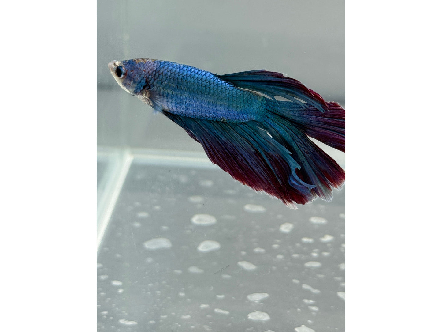 BETTA MALE DRAGON SCALE  2.5" WYSWYG
