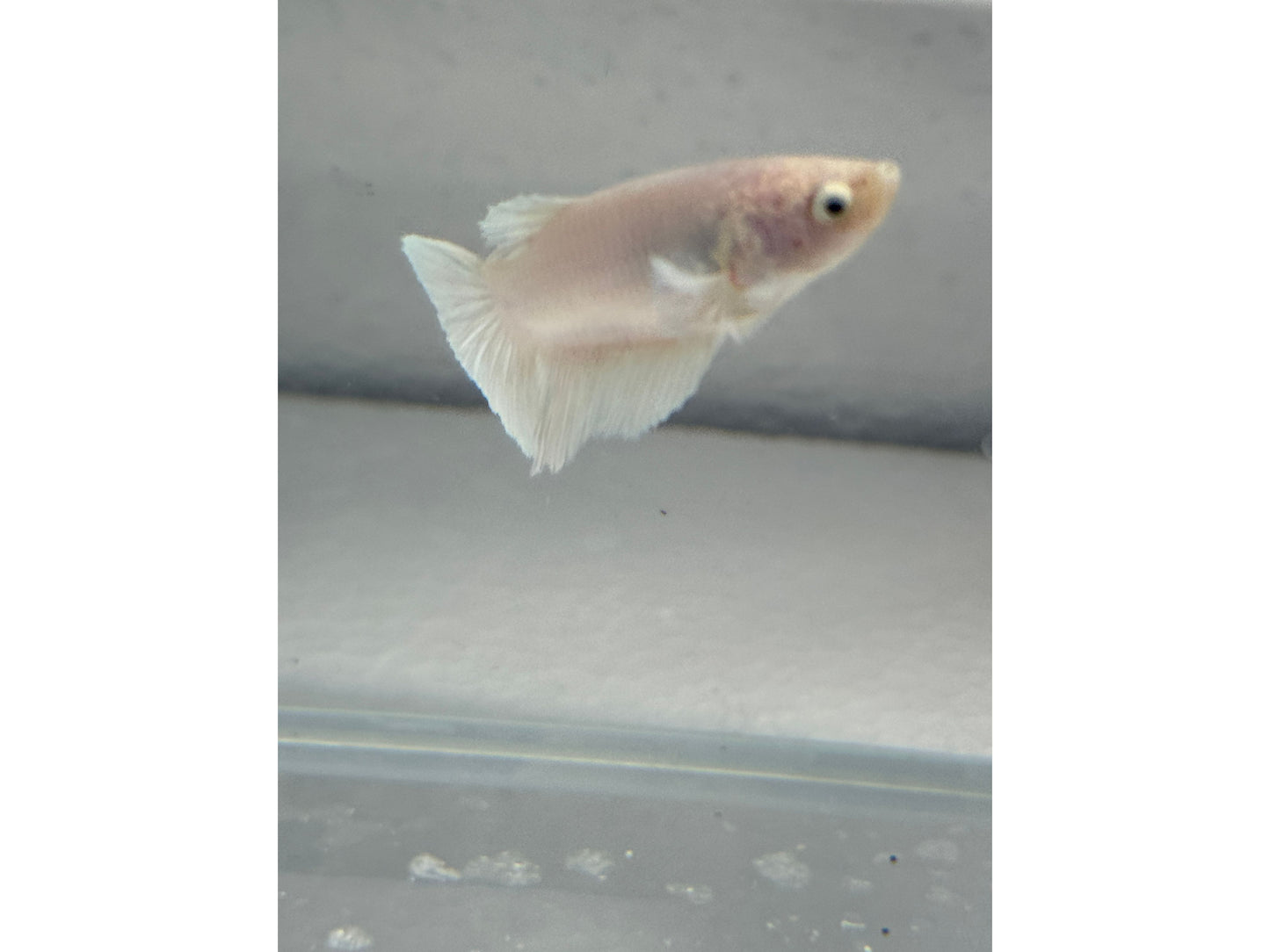 BETTA HALF MOON OPAGEUE WHITE (pair) WYSWYG