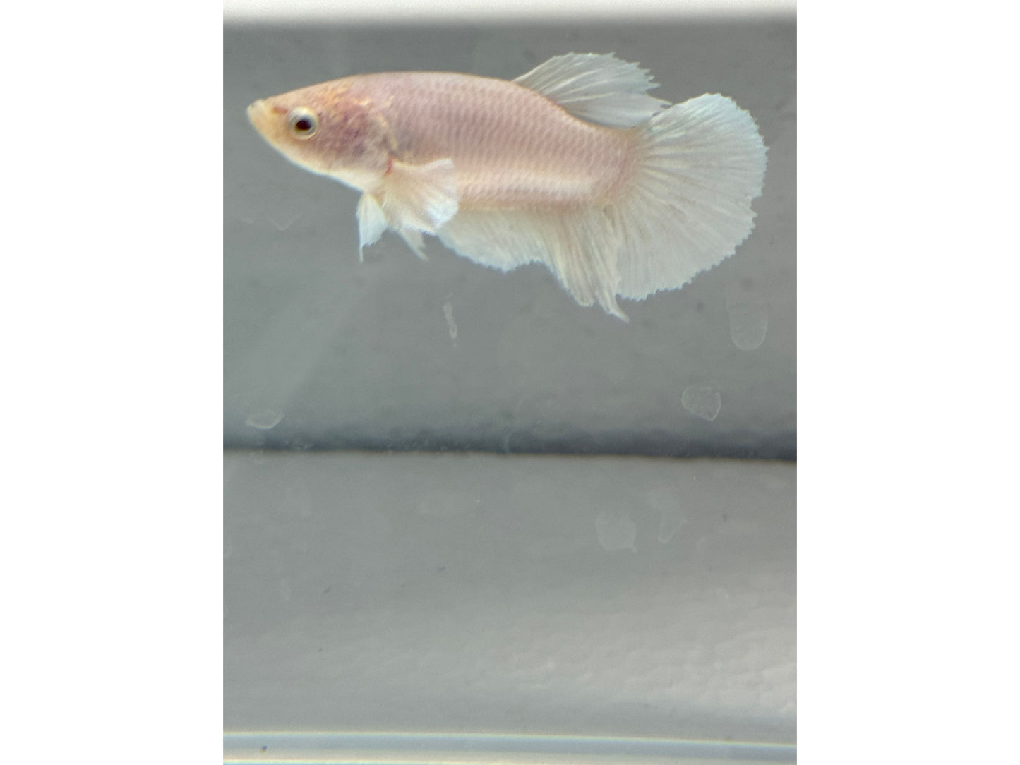 BETTA HALF MOON OPAGEUE WHITE (pair) WYSWYG
