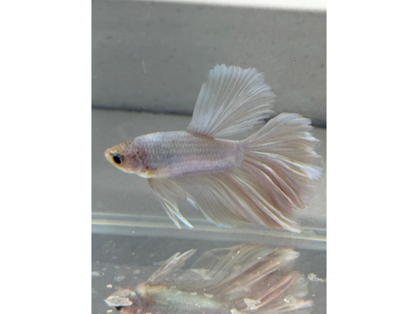 BETTA HALF MOON OPAGEUE WHITE (pair) WYSWYG