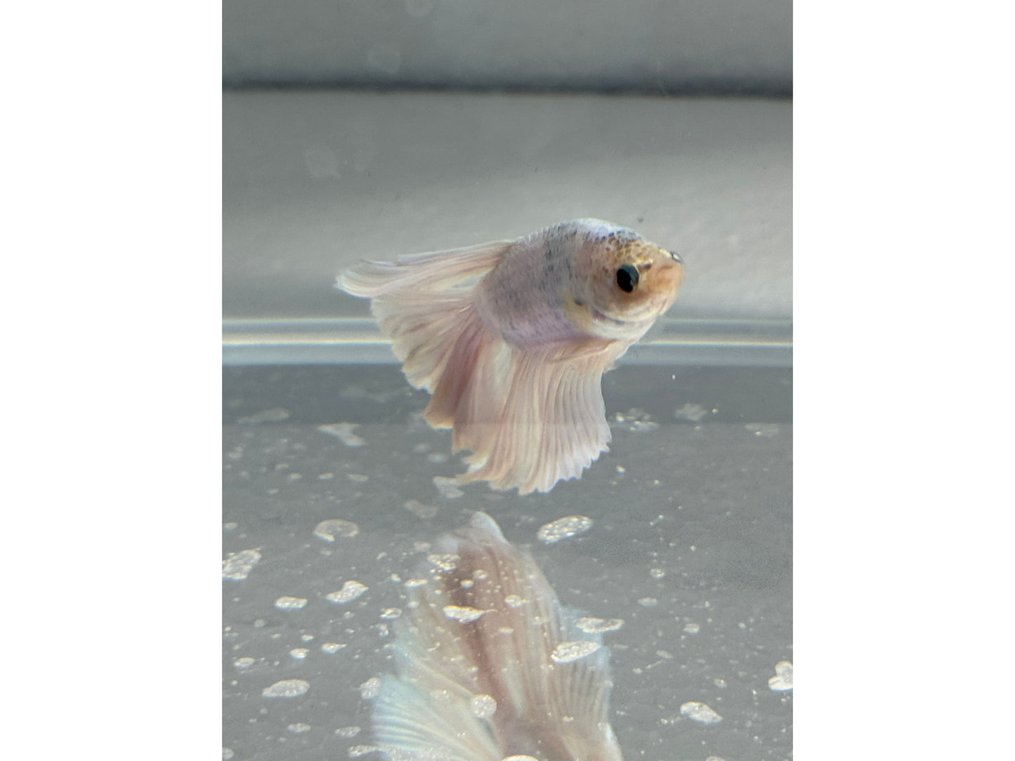 BETTA HALF MOON OPAGEUE WHITE (pair) WYSWYG