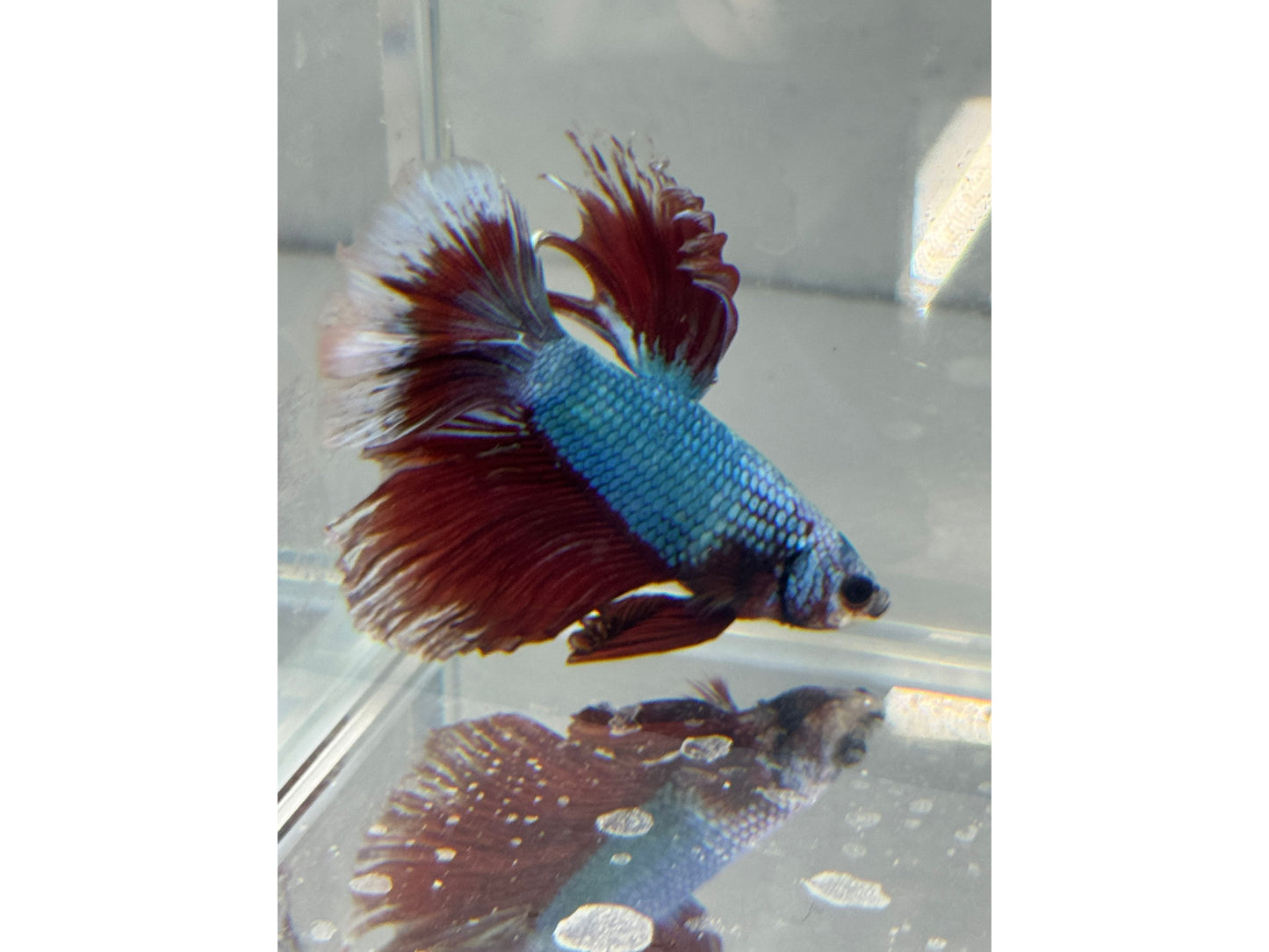 BETTA MALE HALF MOON WYSWYG