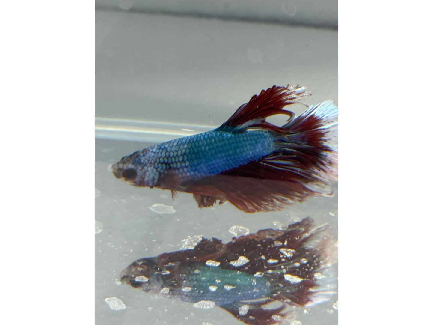 BETTA MALE HALF MOON WYSWYG