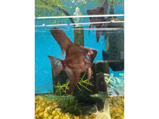Crimson Red Black Angelfish Approx 2" T227