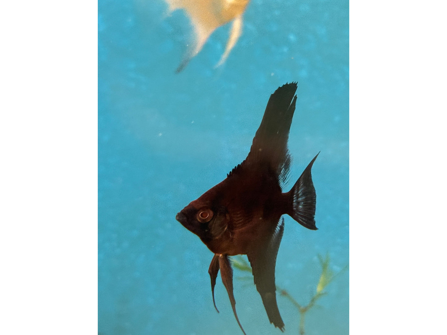 Crimson Red Black Angelfish Approx 2" T227