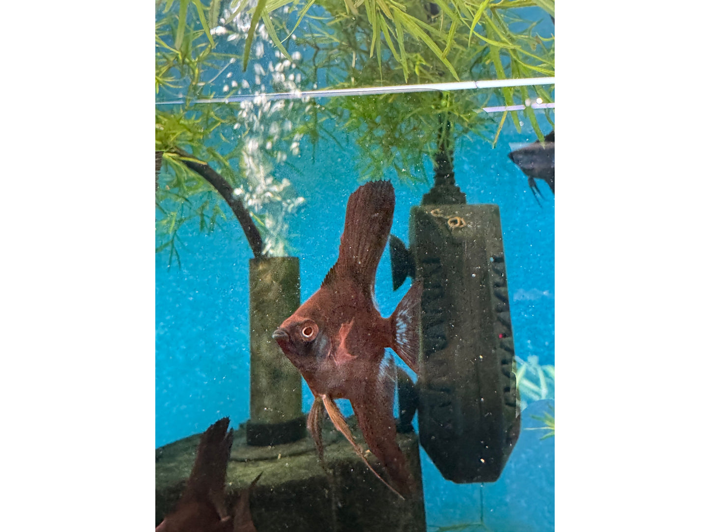 Crimson Red Black Angelfish Approx 2" T227