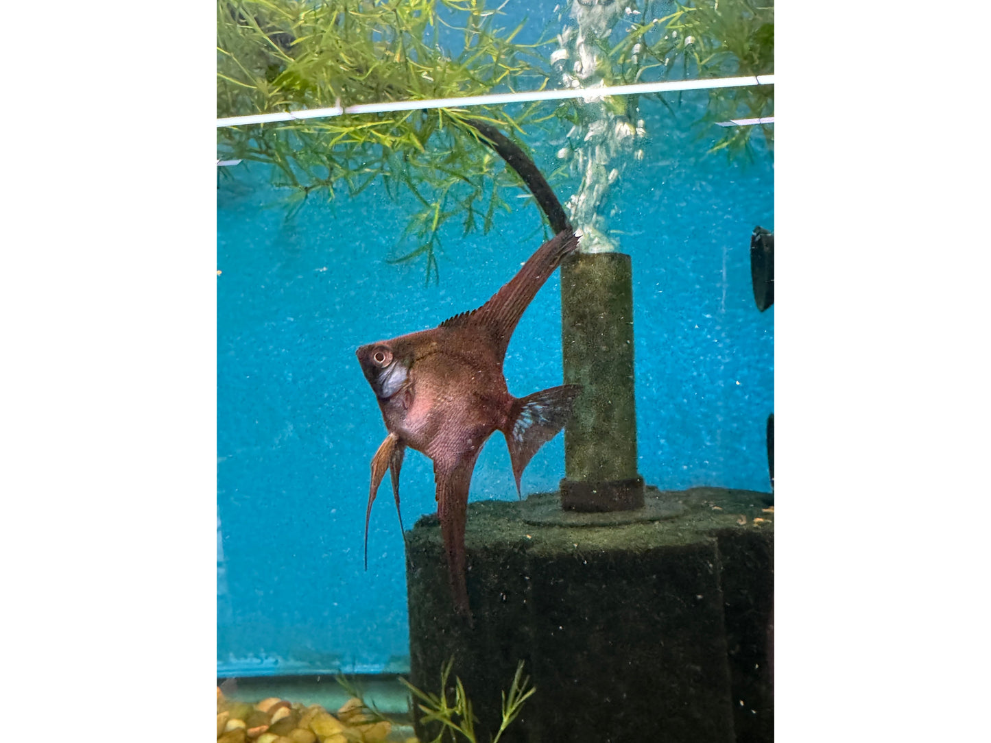 Crimson Red Black Angelfish Approx 2" T227