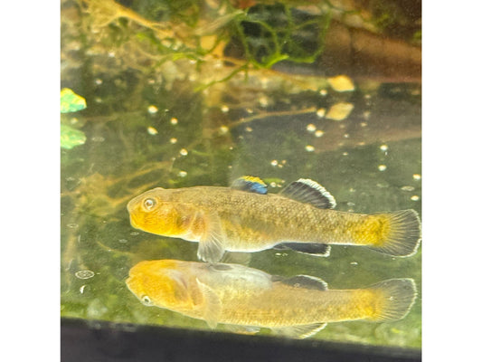 Australian Desert Goby Live Fish Freshwater Approx 1" T171