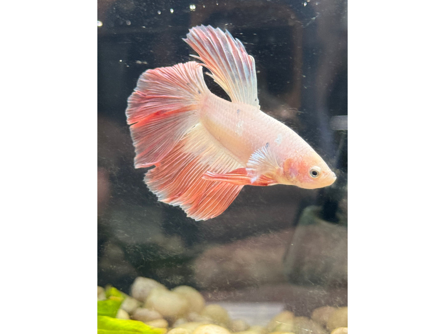 Pink Flamingo Super Delta Betta Male